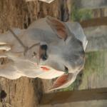 Vraj-Yatra-2014- (1656)